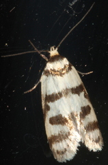 Philobota impletella