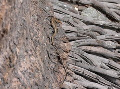 Cryptoblepharus litoralis