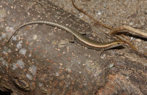 Coastal snake-eyed skink, Cryptoblepharus litoralis