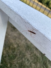 Protenor belfragei