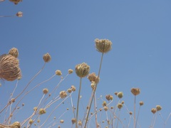 Daucus carota maximus