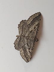 Rhoptria asperaria