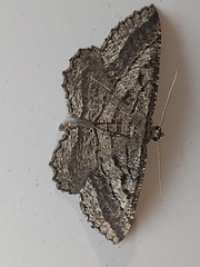Rhoptria asperaria
