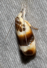Piloprepes anassa