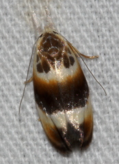 Piloprepes anassa