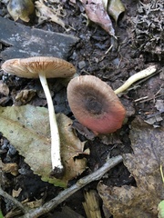 Pluteus septocystidiatus
