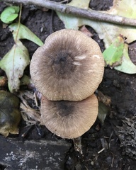 Pluteus septocystidiatus