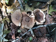 Pluteus septocystidiatus