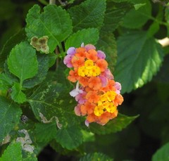 Lantana camara image