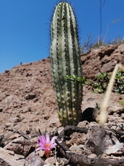 Mammillaria boolii