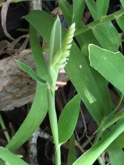 Thuarea involuta