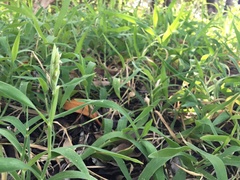 Thuarea involuta