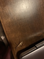 Eburia quadrigeminata