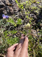Castilleja pallida