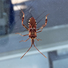 Leptoglossus occidentalis