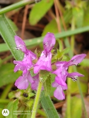 Stachys harleyana