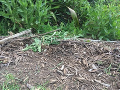 Haloragis erecta erecta