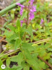 Stachys harleyana