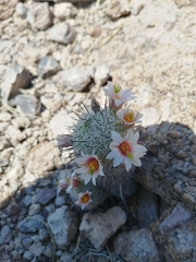 Mammillaria sheldonii