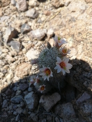Mammillaria sheldonii