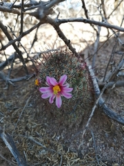 Mammillaria sheldonii