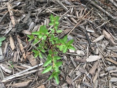 Haloragis erecta erecta