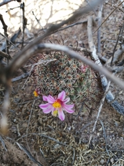 Mammillaria sheldonii