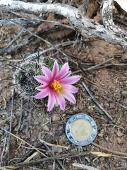 Mammillaria sheldonii