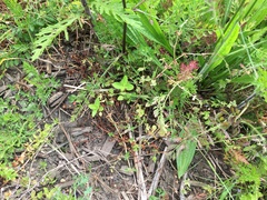 Haloragis erecta erecta