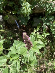 Agastache pallidiflora