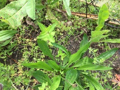 Haloragis erecta erecta