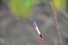 Orthetrum albistylum
