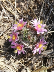 Mammillaria sheldonii