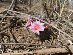 Mammillaria sheldonii