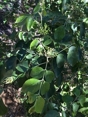 Micromelum minutum