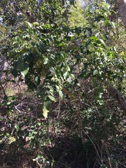Micromelum minutum