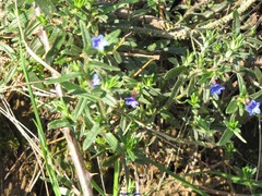 Glandora diffusa
