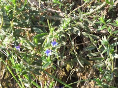 Glandora diffusa