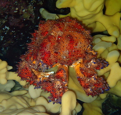 Echidnocerus cibarius