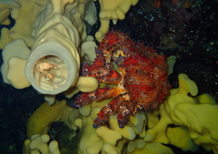 Echidnocerus cibarius