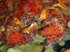 Echidnocerus cibarius