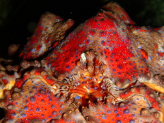 Echidnocerus cibarius