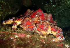 Echidnocerus cibarius