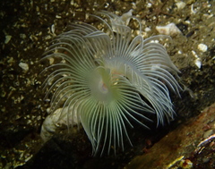 Protula pacifica