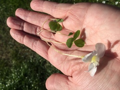 Oxalis minuta
