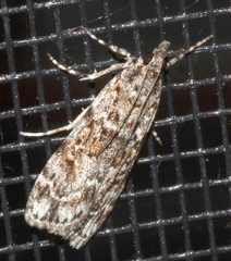 Scoparia syntaracta