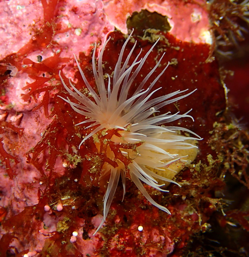 Diadumene lighti