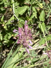 Agastache pallidiflora