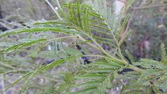 Acacia irrorata