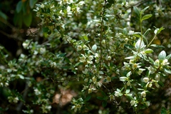 Philadelphus texensis
